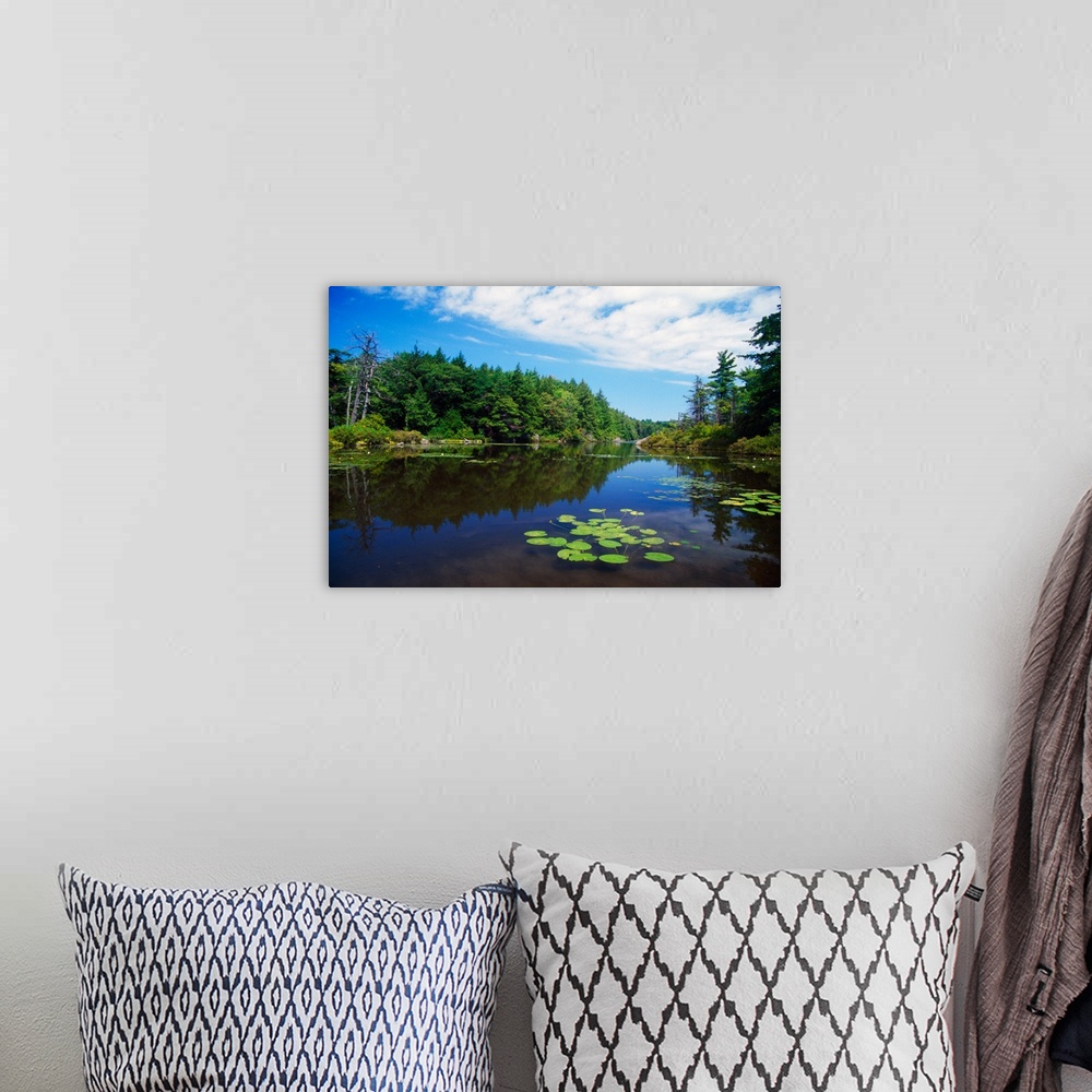 A bohemian room featuring Water lilies growing in Guilder Pond, Massachusetts