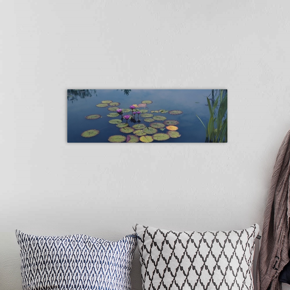 A bohemian room featuring Oversized, landscape photograph of a group of water lilies and lily pads in the still blue water ...