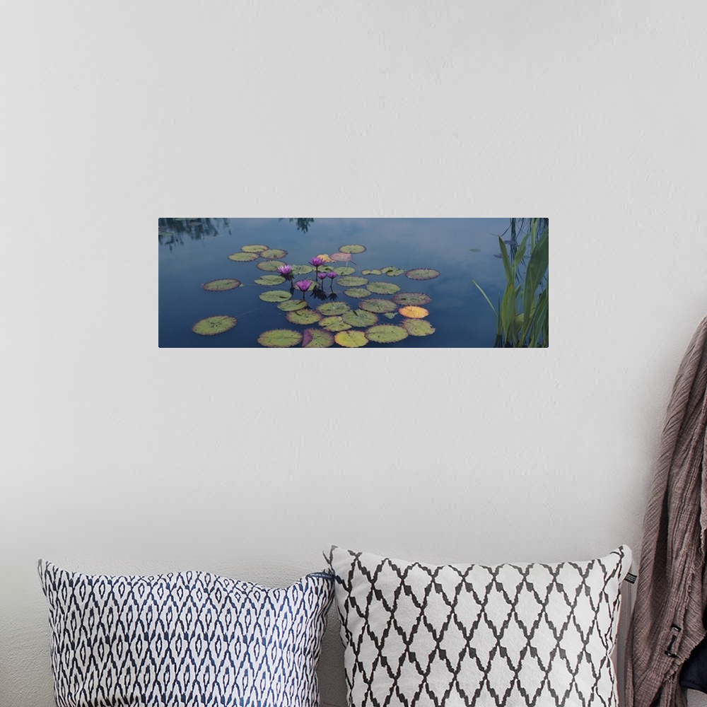 A bohemian room featuring Oversized, landscape photograph of a group of water lilies and lily pads in the still blue water ...