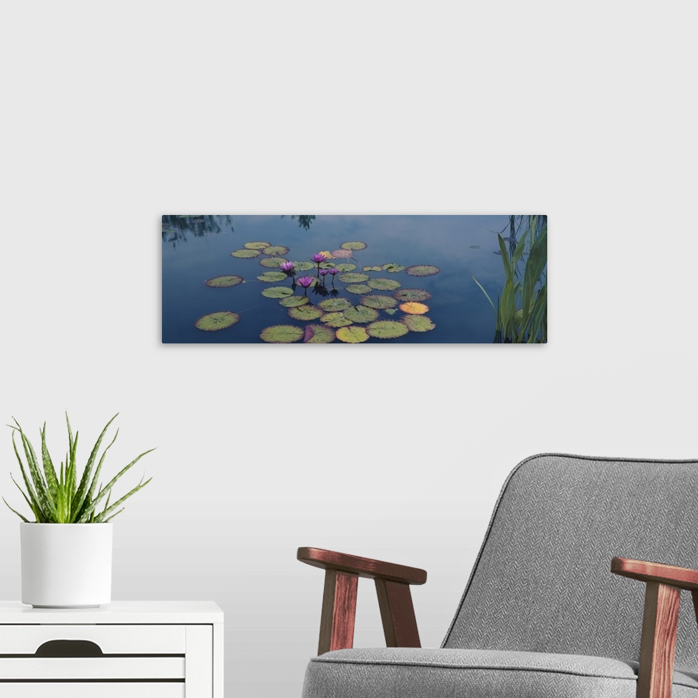 A modern room featuring Oversized, landscape photograph of a group of water lilies and lily pads in the still blue water ...
