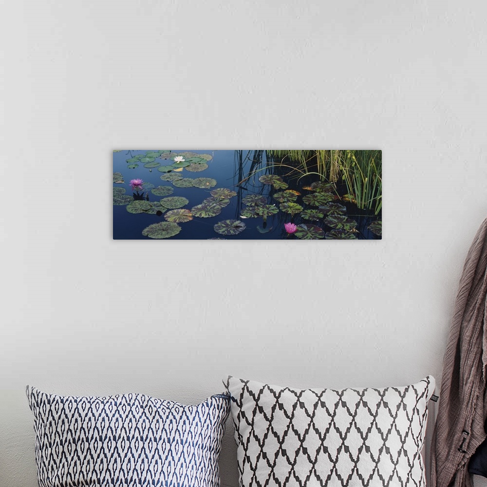 A bohemian room featuring This panoramic piece is a photograph of lily pads and lotus flowers floating on the surface of wa...