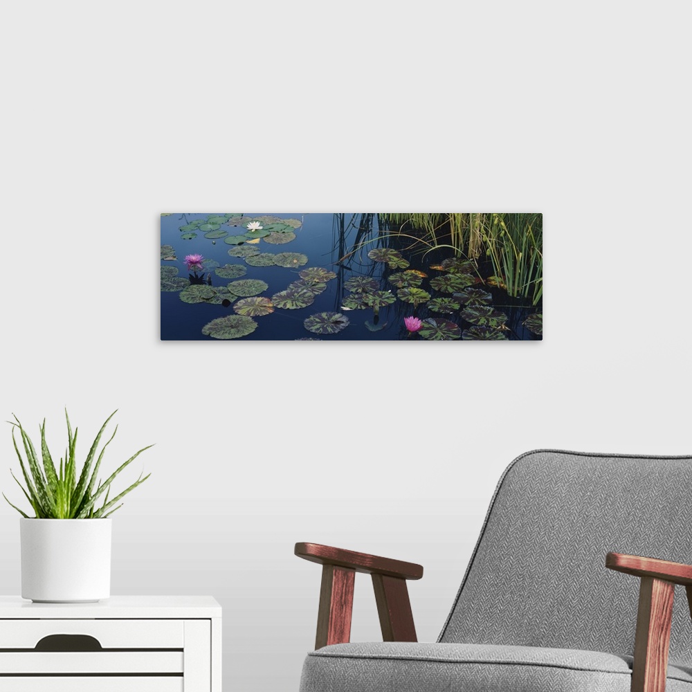 A modern room featuring This panoramic piece is a photograph of lily pads and lotus flowers floating on the surface of wa...