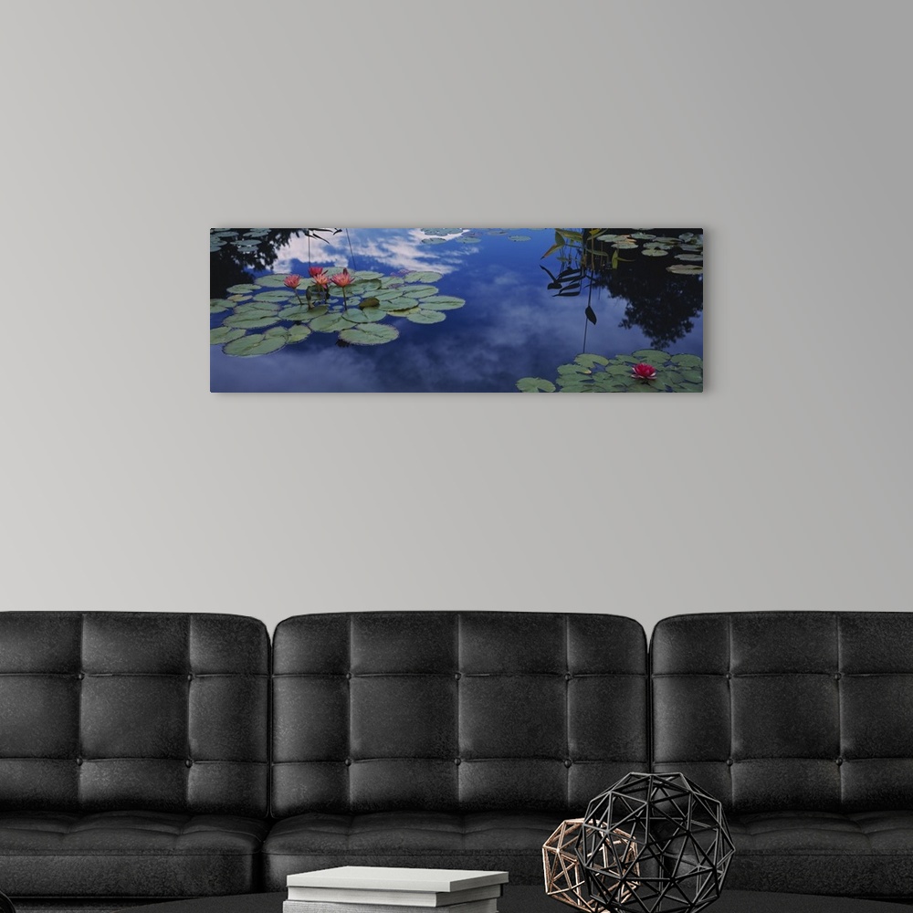 A modern room featuring This was art is a panoramic shapes photograph that is a close up of lily pads floating on water r...