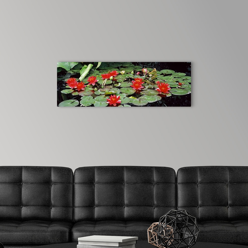 A modern room featuring A gathering of lily pads and lotus flowers lay on top of pond water.