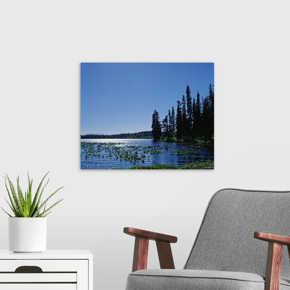 A modern room featuring Water lily plants and grasses on mountain lake, summer, Alaska