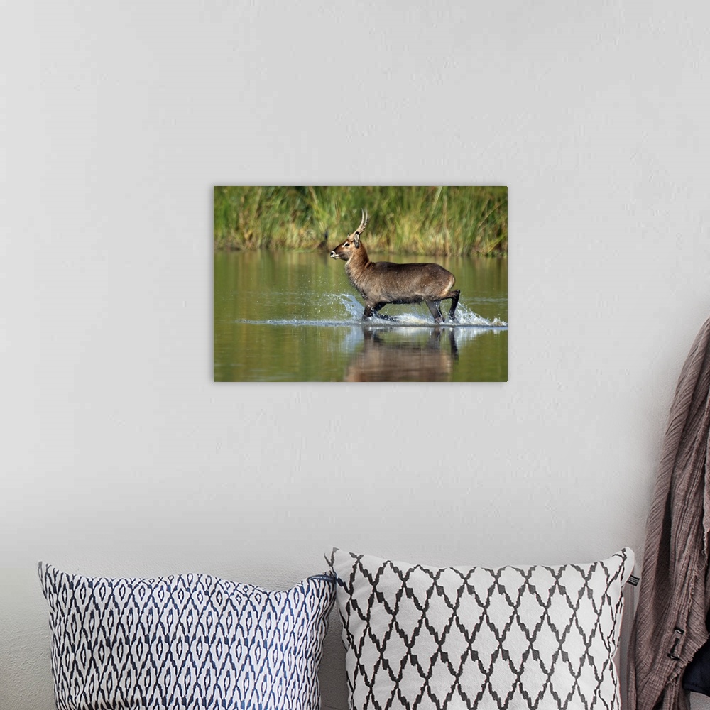 A bohemian room featuring Waterbuck running in water