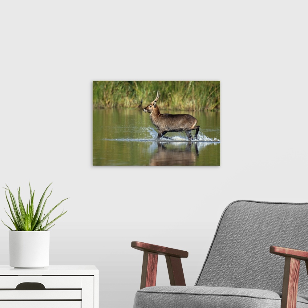 A modern room featuring Waterbuck running in water