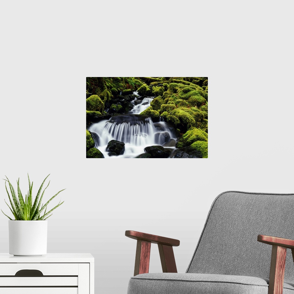 A modern room featuring A waterfall dumps clean water over mossy rocks in Olympic National Park in Washington state (WA)....