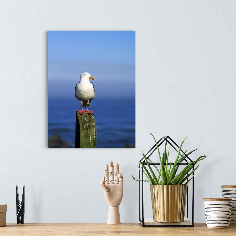 A bohemian room featuring Western Gull Seabird On Post