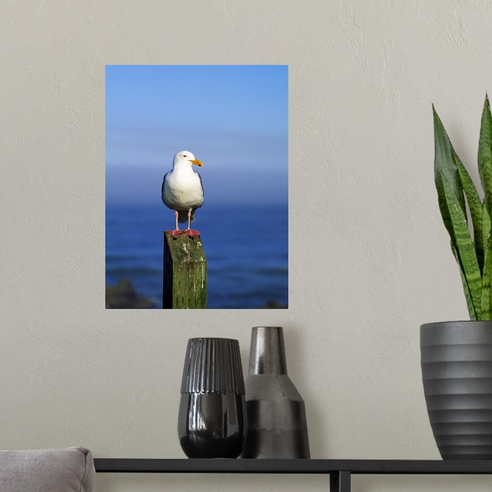 A modern room featuring Western Gull Seabird On Post