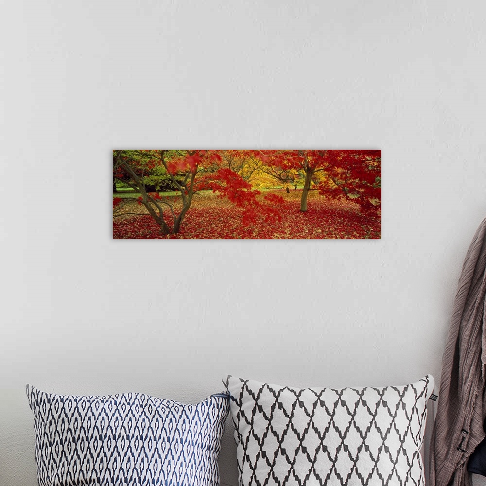 A bohemian room featuring Panoramic, large photograph of trees in Westonburt shedding brightly colored autumn leaves, in Gl...