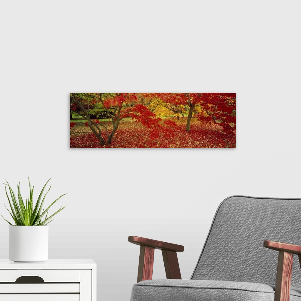 A modern room featuring Panoramic, large photograph of trees in Westonburt shedding brightly colored autumn leaves, in Gl...