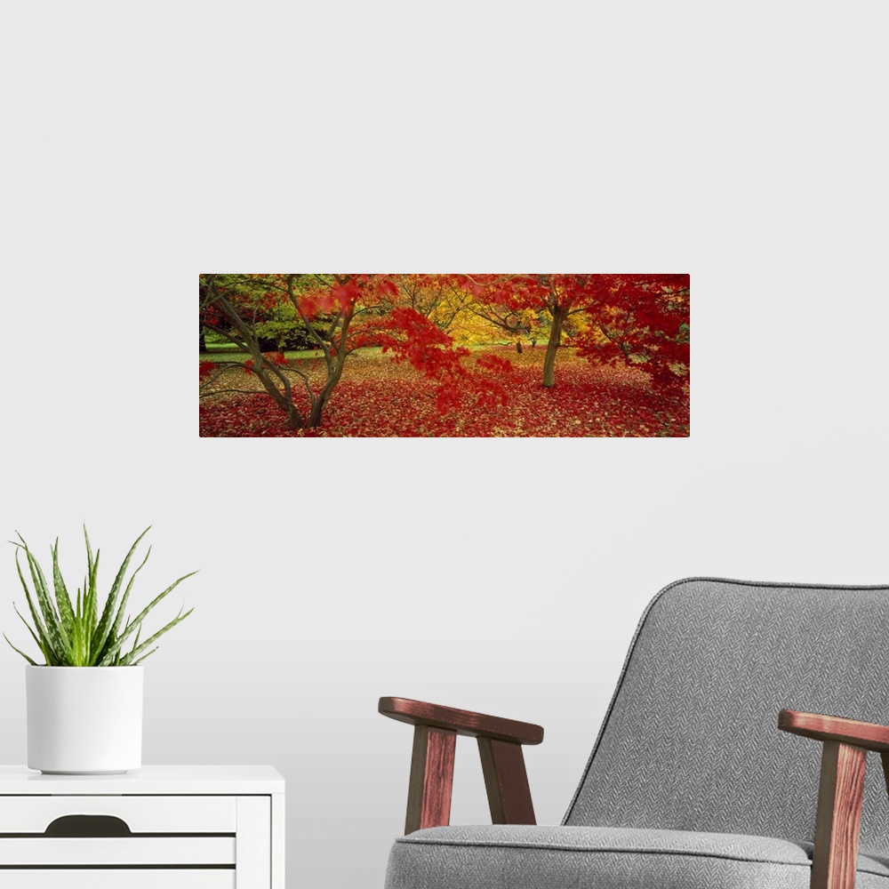 A modern room featuring Panoramic, large photograph of trees in Westonburt shedding brightly colored autumn leaves, in Gl...