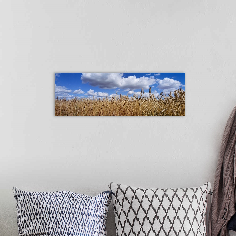 A bohemian room featuring Wheat crop growing in a field, near Edmonton, Alberta, Canada