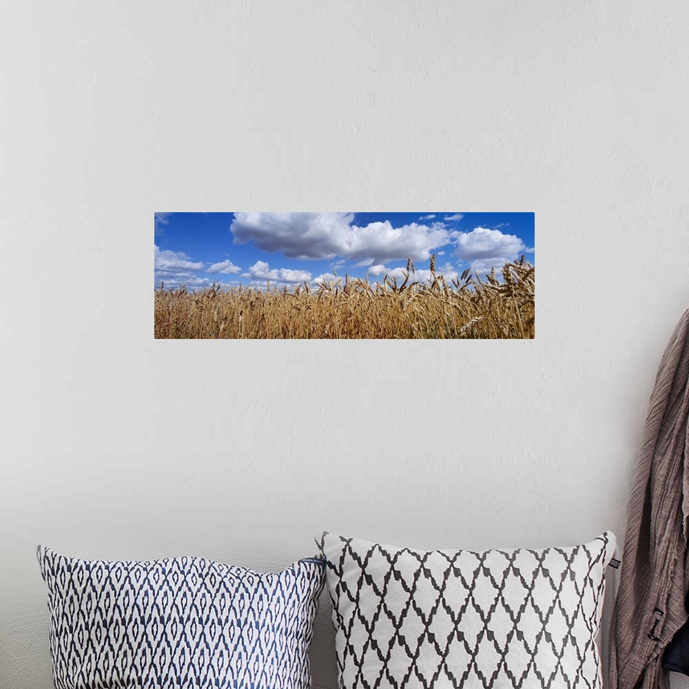 A bohemian room featuring Wheat crop growing in a field, near Edmonton, Alberta, Canada