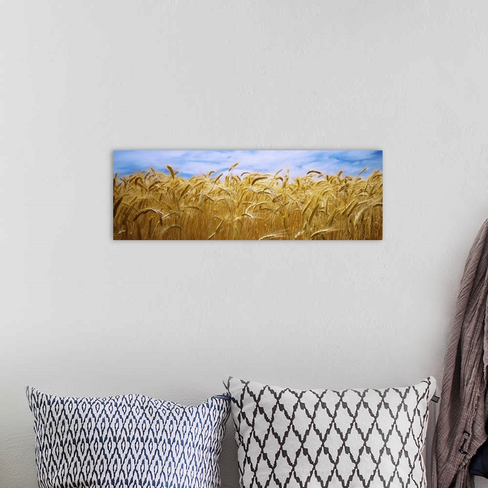 A bohemian room featuring Big, panoramic, close up photograph of a golden wheat field beneath a blue sky in Palouse Country...