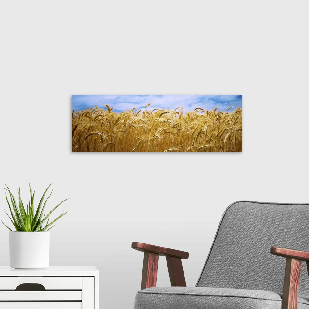 A modern room featuring Big, panoramic, close up photograph of a golden wheat field beneath a blue sky in Palouse Country...