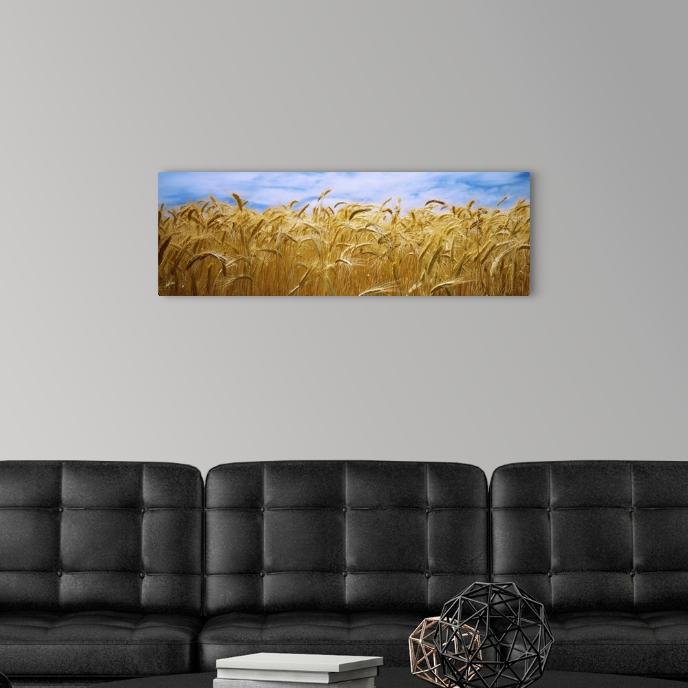 A modern room featuring Big, panoramic, close up photograph of a golden wheat field beneath a blue sky in Palouse Country...