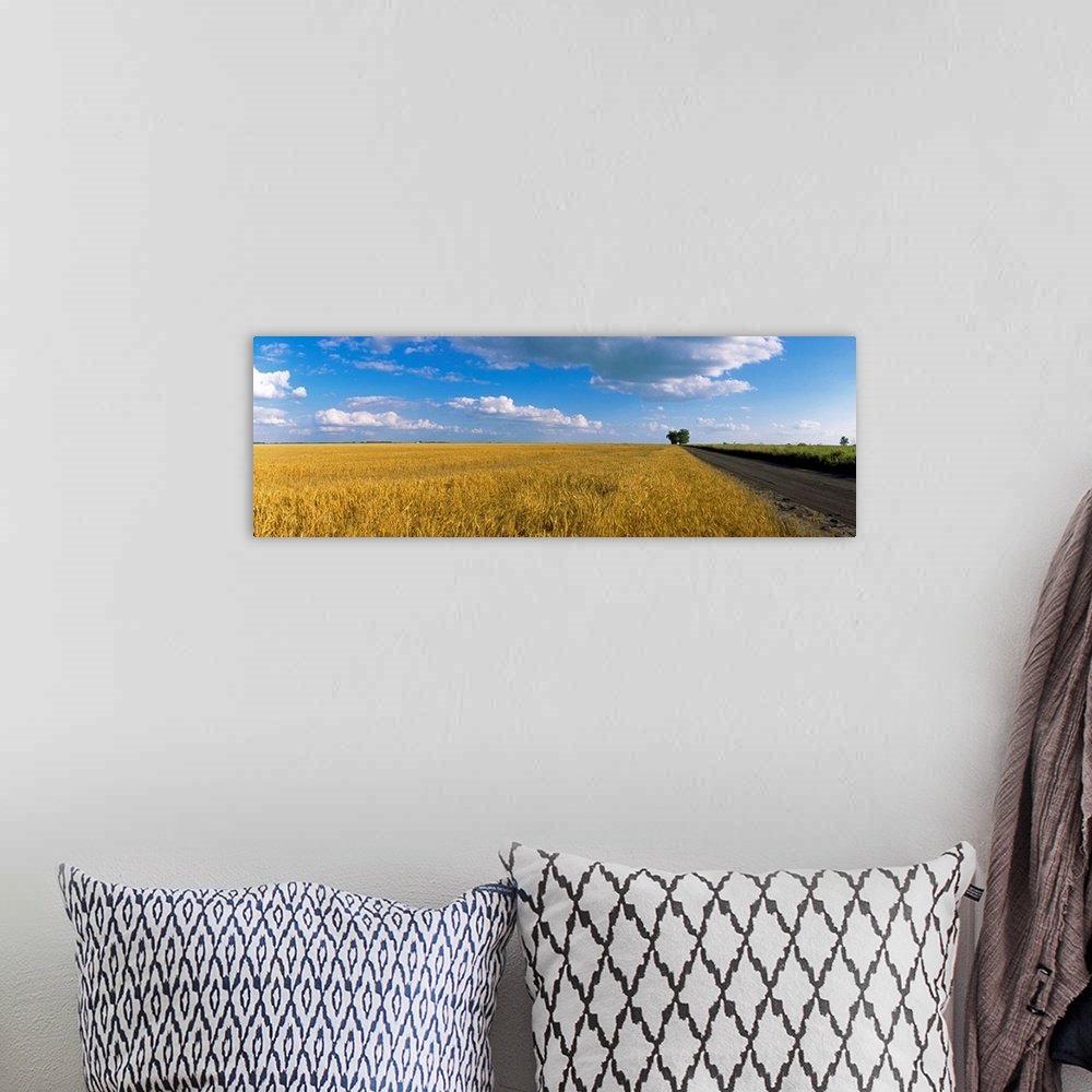 A bohemian room featuring Wheat crop in a field, North Dakota