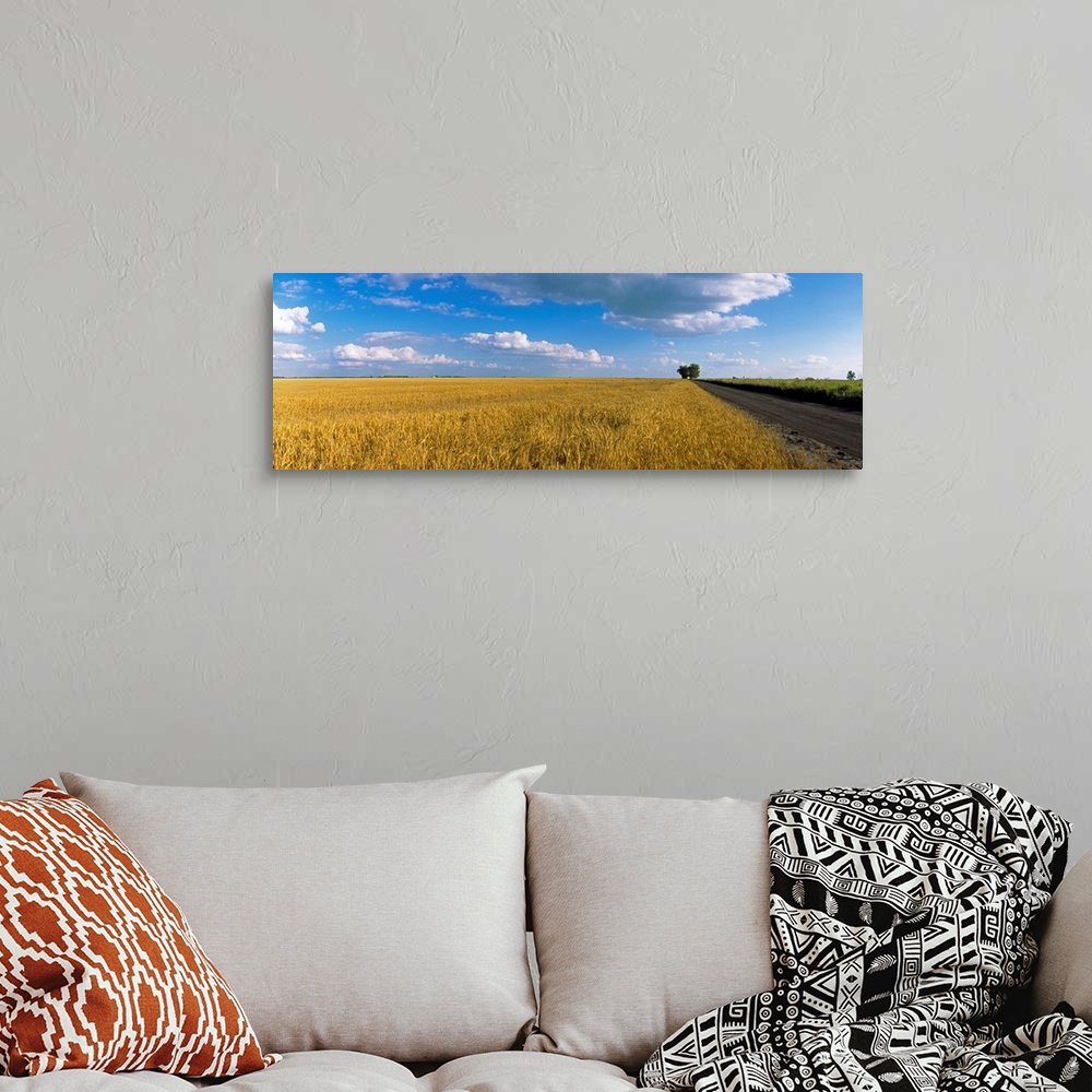A bohemian room featuring Wheat crop in a field, North Dakota