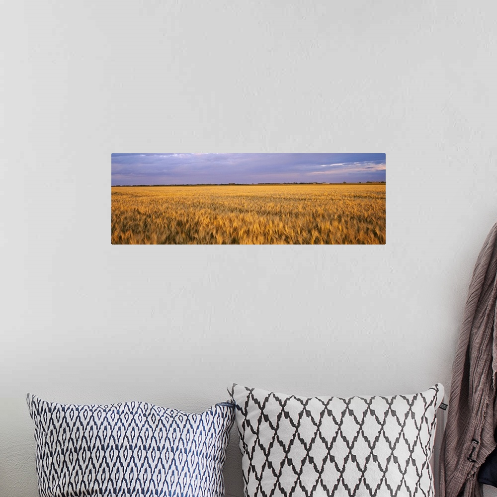 A bohemian room featuring A vast wheat field is photographed in an elongated view under a cloudy sky.