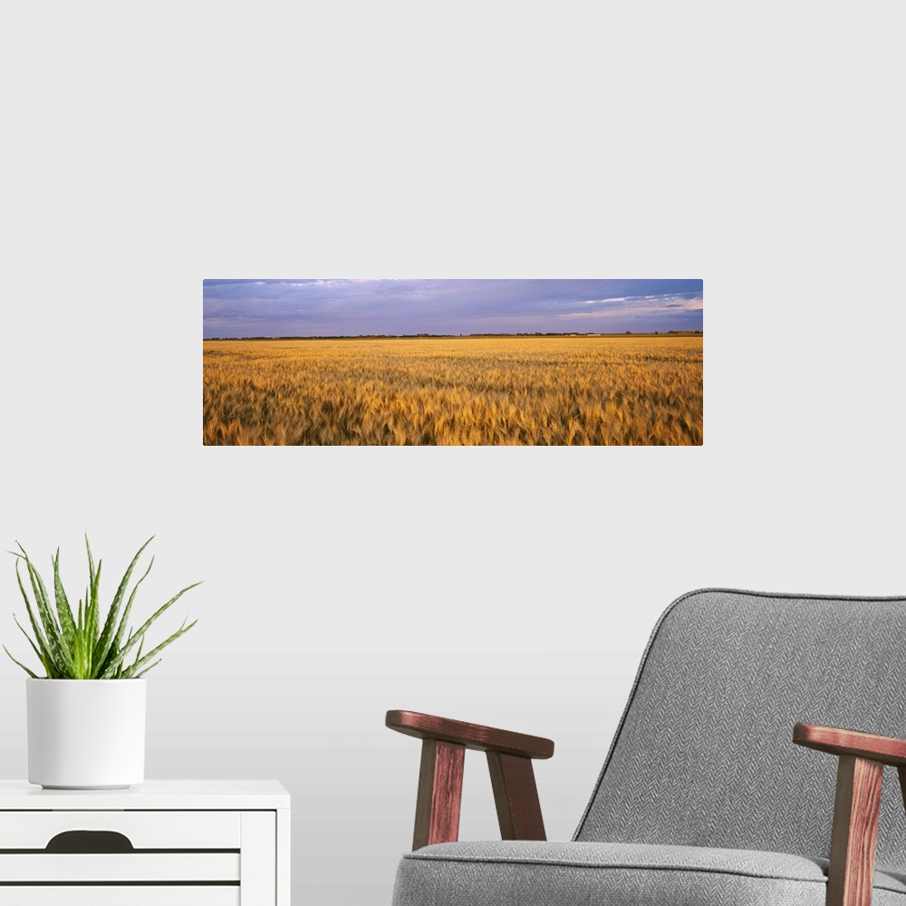 A modern room featuring A vast wheat field is photographed in an elongated view under a cloudy sky.