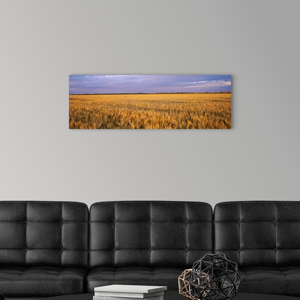 A modern room featuring A vast wheat field is photographed in an elongated view under a cloudy sky.