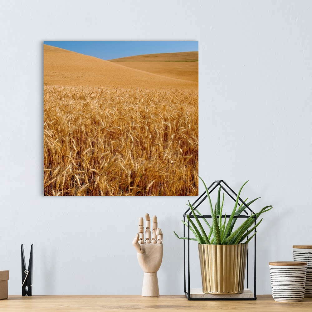 A bohemian room featuring Wheat crop in a field, Palouse, Whitman County, Washington State