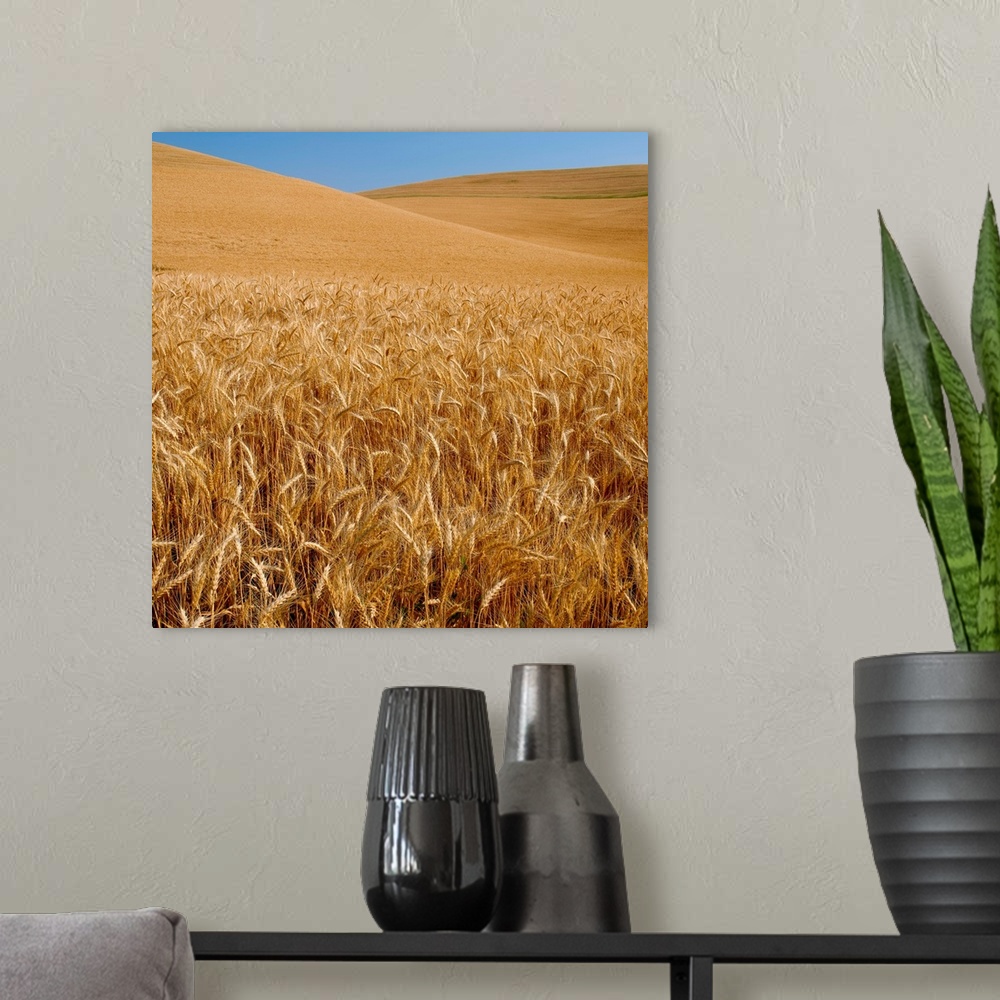 A modern room featuring Wheat crop in a field, Palouse, Whitman County, Washington State