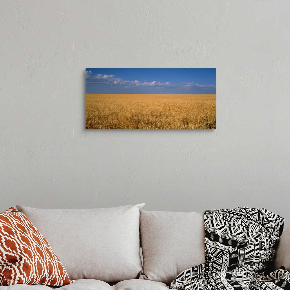 A bohemian room featuring Wheat crop in a field, Wellington, Larimer County, Colorado