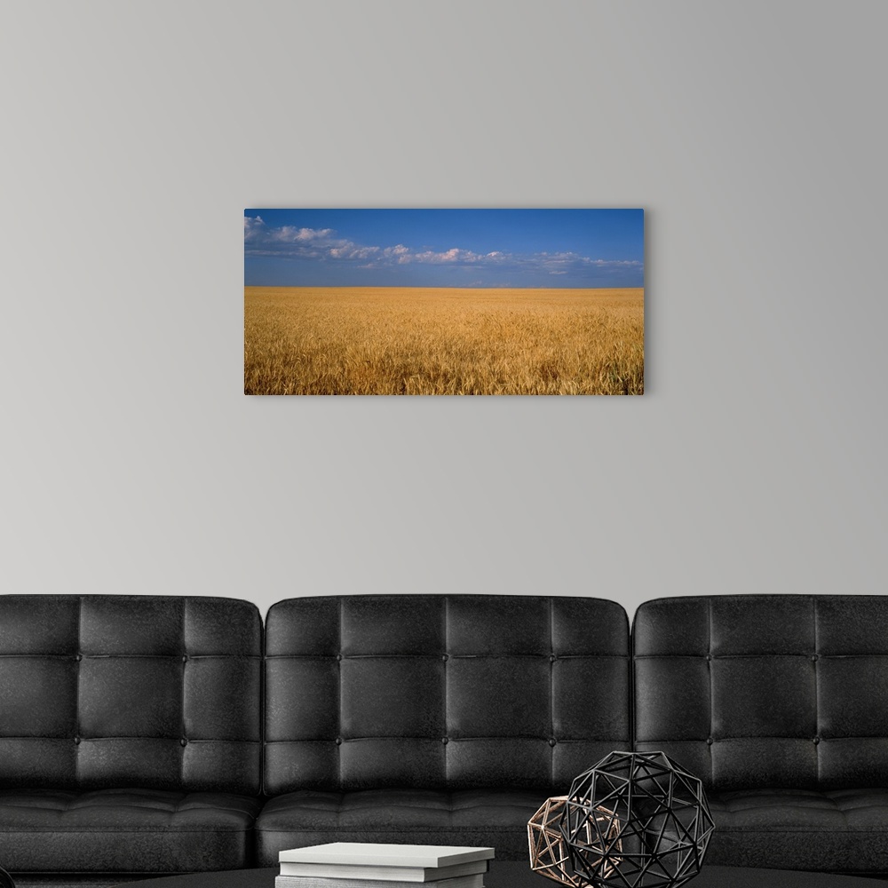 A modern room featuring Wheat crop in a field, Wellington, Larimer County, Colorado