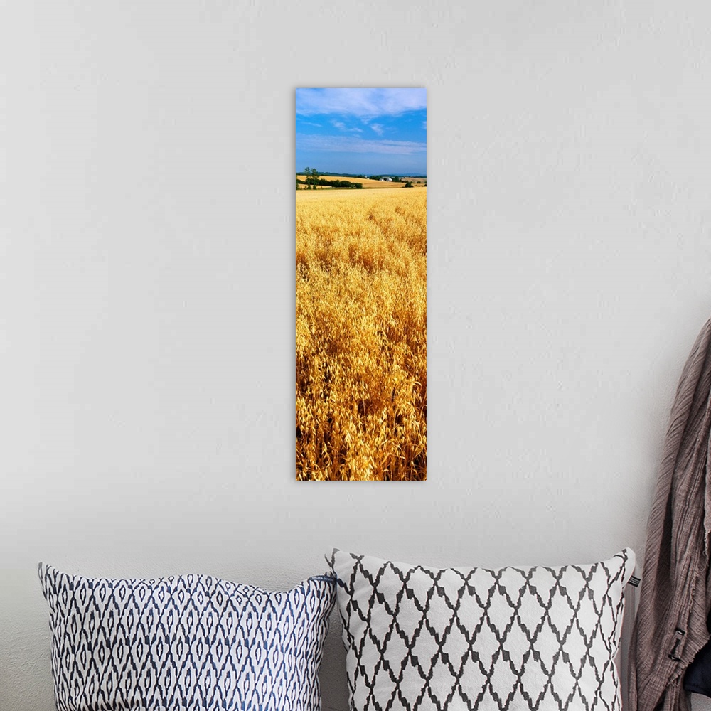 A bohemian room featuring Wheat crop in a field, Willamette Valley, Oregon