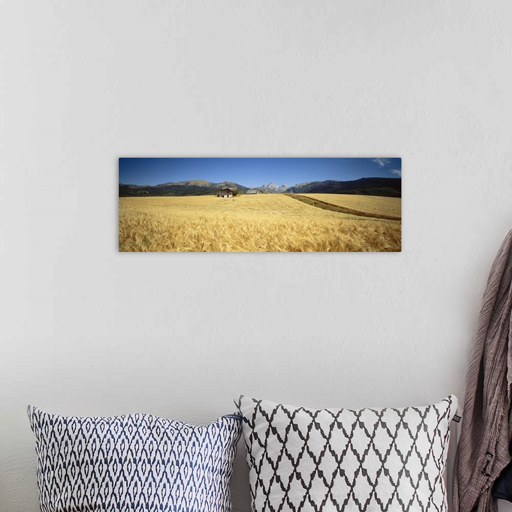 A bohemian room featuring Wheat crop in a field with mountain range in the background, Grand Teton, Grand Teton National Pa...