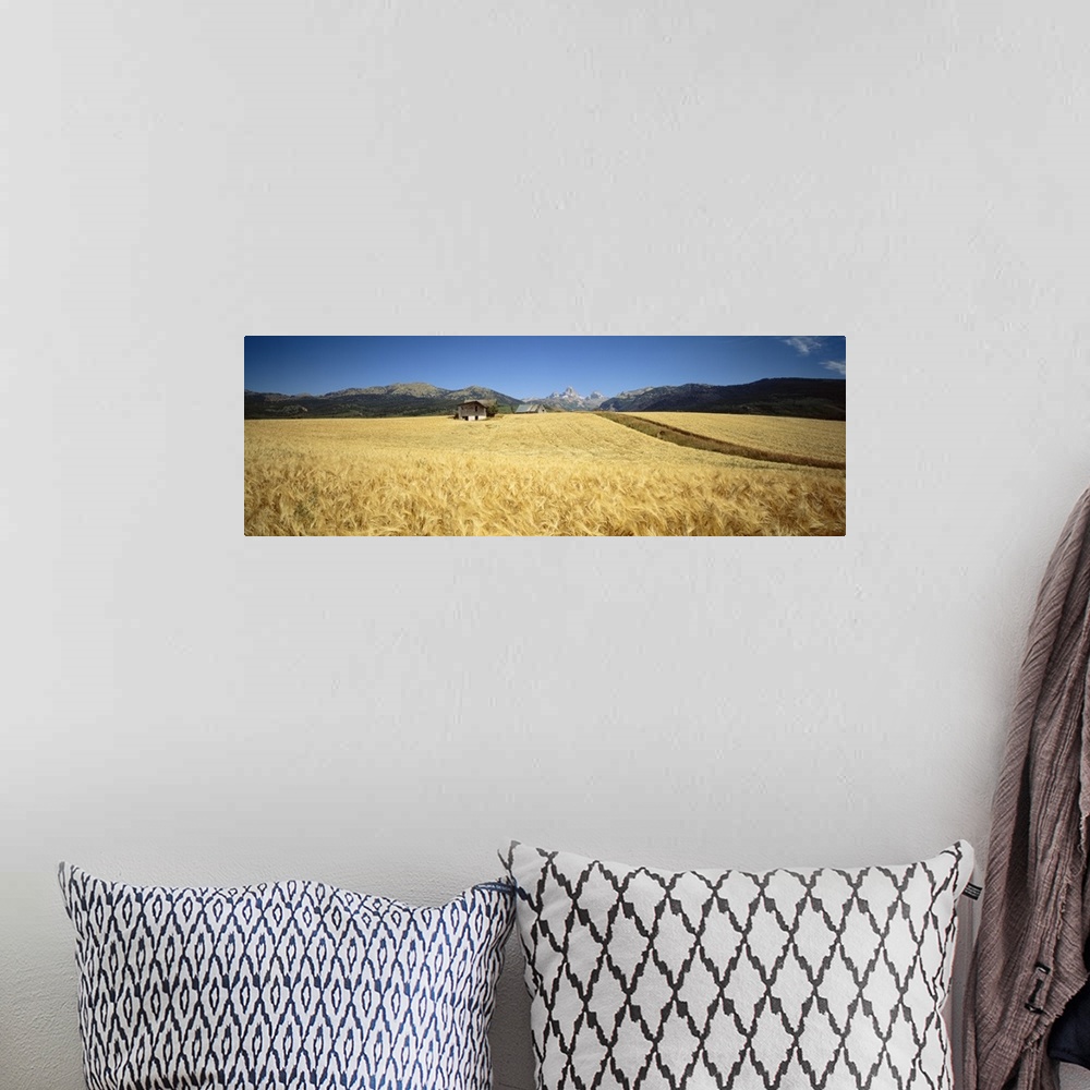 A bohemian room featuring Wheat crop in a field with mountain range in the background, Grand Teton, Grand Teton National Pa...