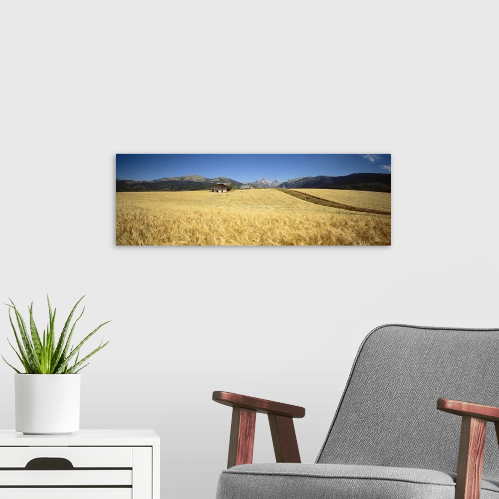 A modern room featuring Wheat crop in a field with mountain range in the background, Grand Teton, Grand Teton National Pa...