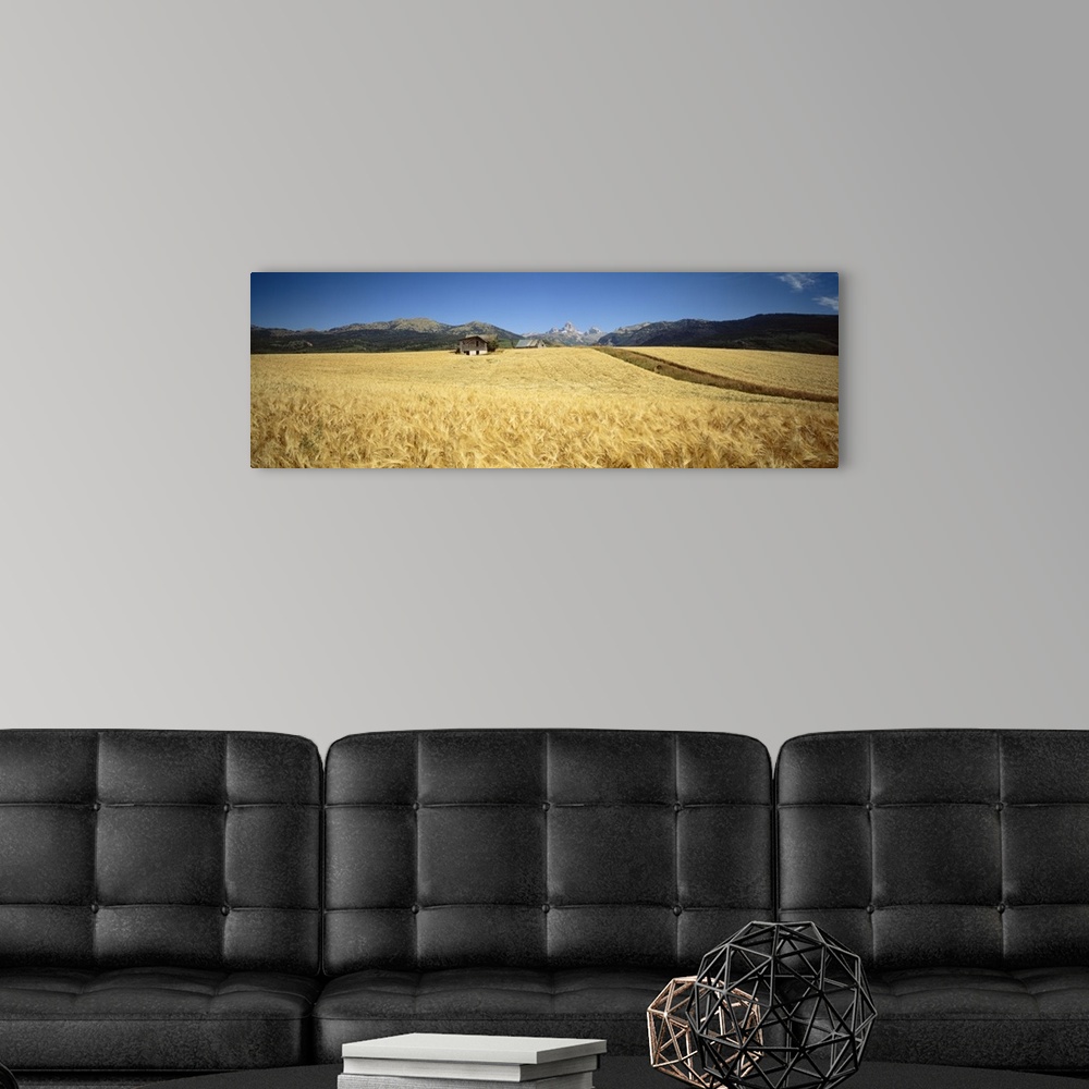 A modern room featuring Wheat crop in a field with mountain range in the background, Grand Teton, Grand Teton National Pa...