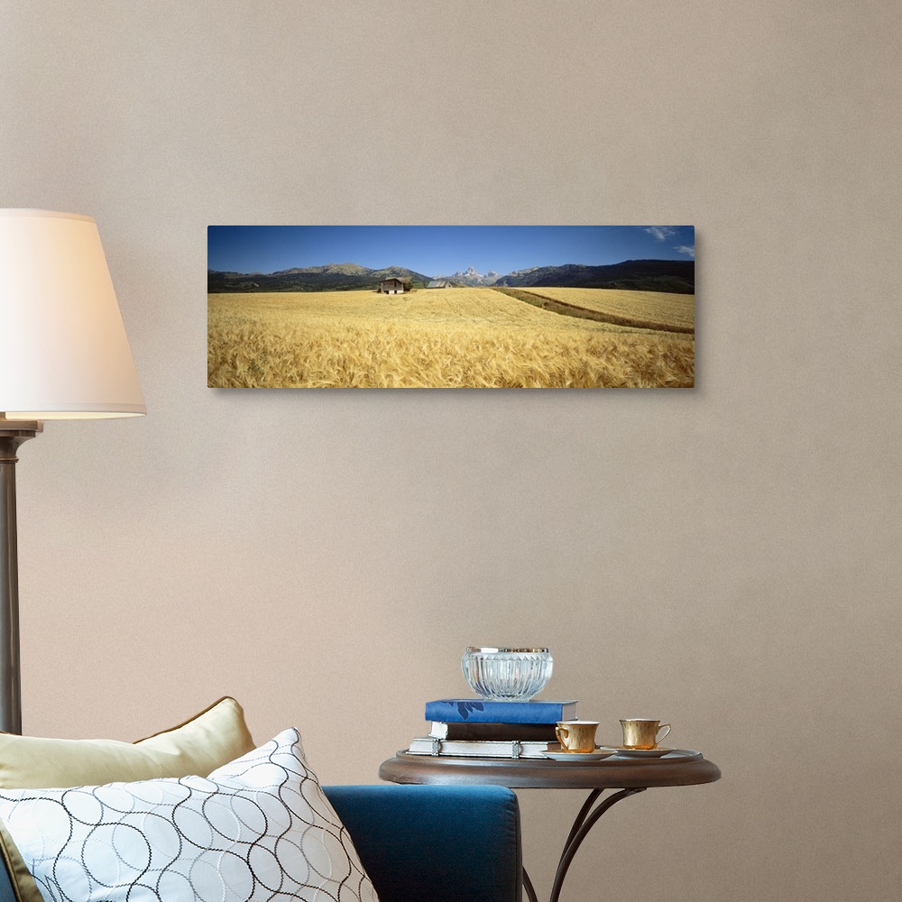 A traditional room featuring Wheat crop in a field with mountain range in the background, Grand Teton, Grand Teton National Pa...