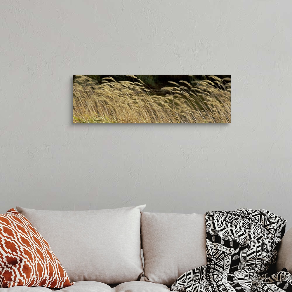 A bohemian room featuring Wheat field