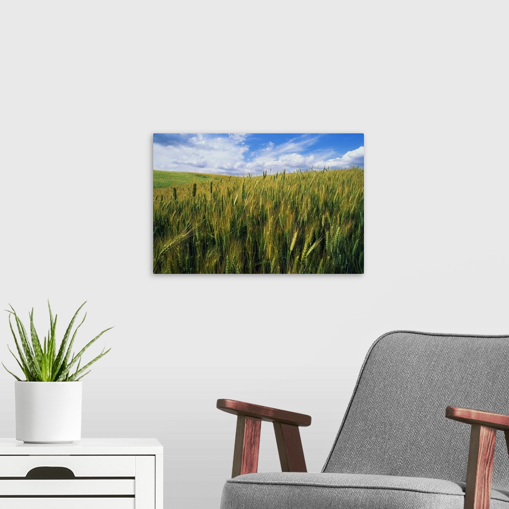 A modern room featuring Photograph of meadow filled with tall grass blowing in wind under a cloudy sky.