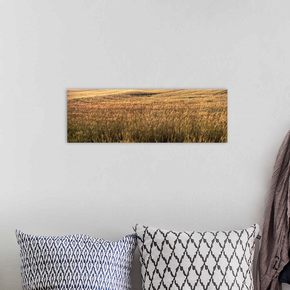A bohemian room featuring Wheat field, Kansas