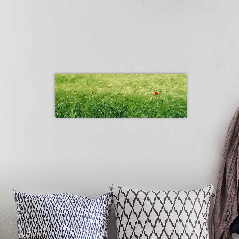 A bohemian room featuring Panoramic photograph of grassy meadow with one flower blowing in the wind.
