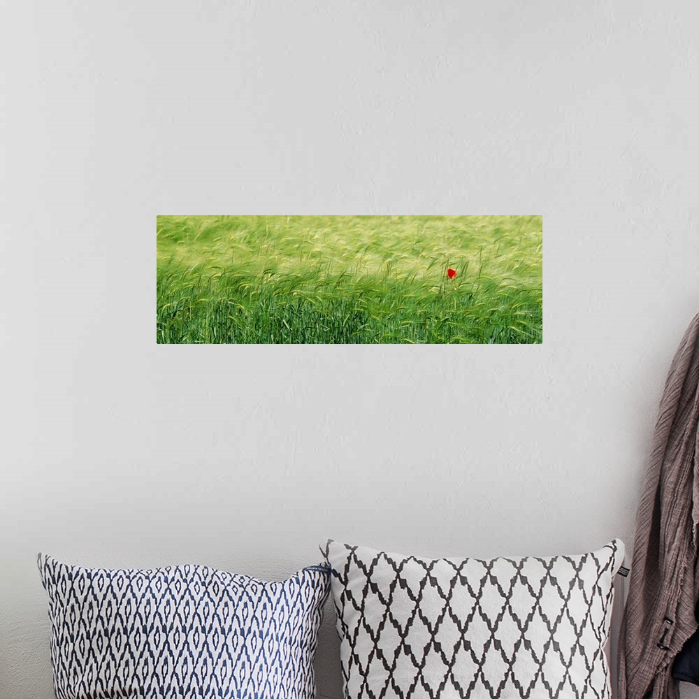 A bohemian room featuring Panoramic photograph of grassy meadow with one flower blowing in the wind.