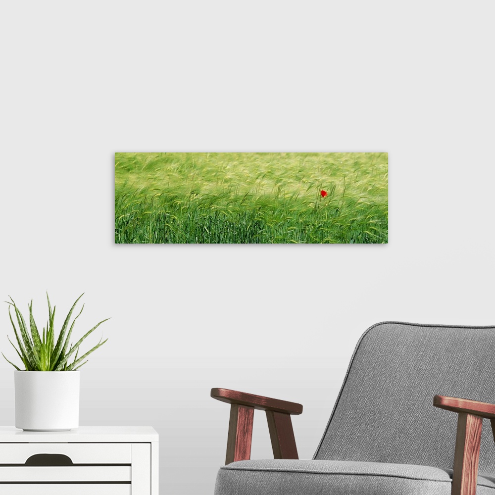 A modern room featuring Panoramic photograph of grassy meadow with one flower blowing in the wind.
