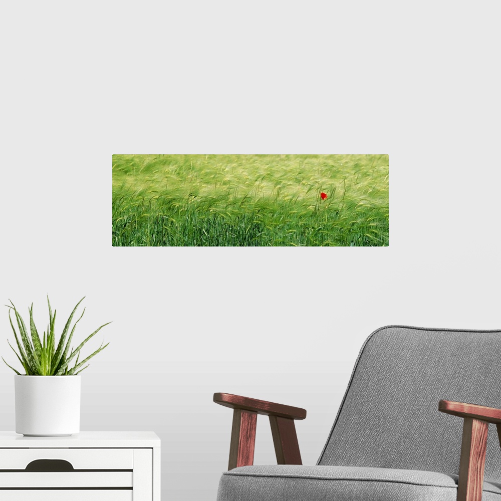 A modern room featuring Panoramic photograph of grassy meadow with one flower blowing in the wind.