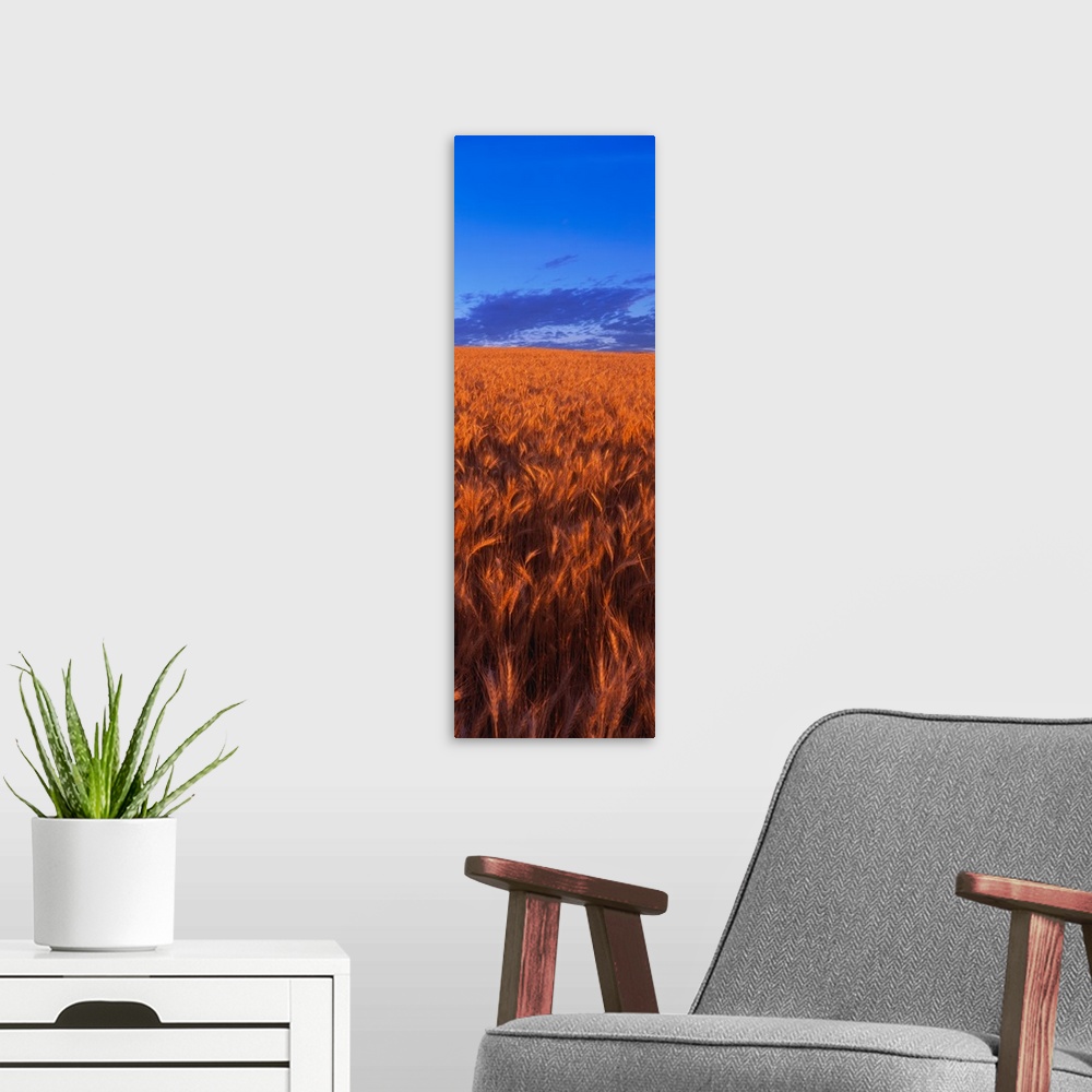 A modern room featuring Wheat Field WA
