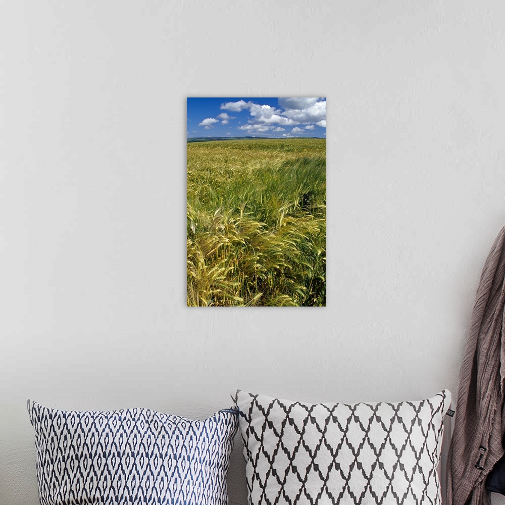 A bohemian room featuring Wheat fields, blue sky, Scotland.