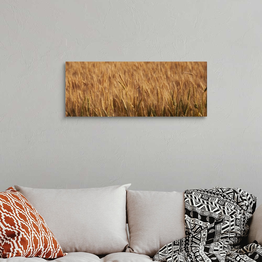 A bohemian room featuring Wheat Stalks OR