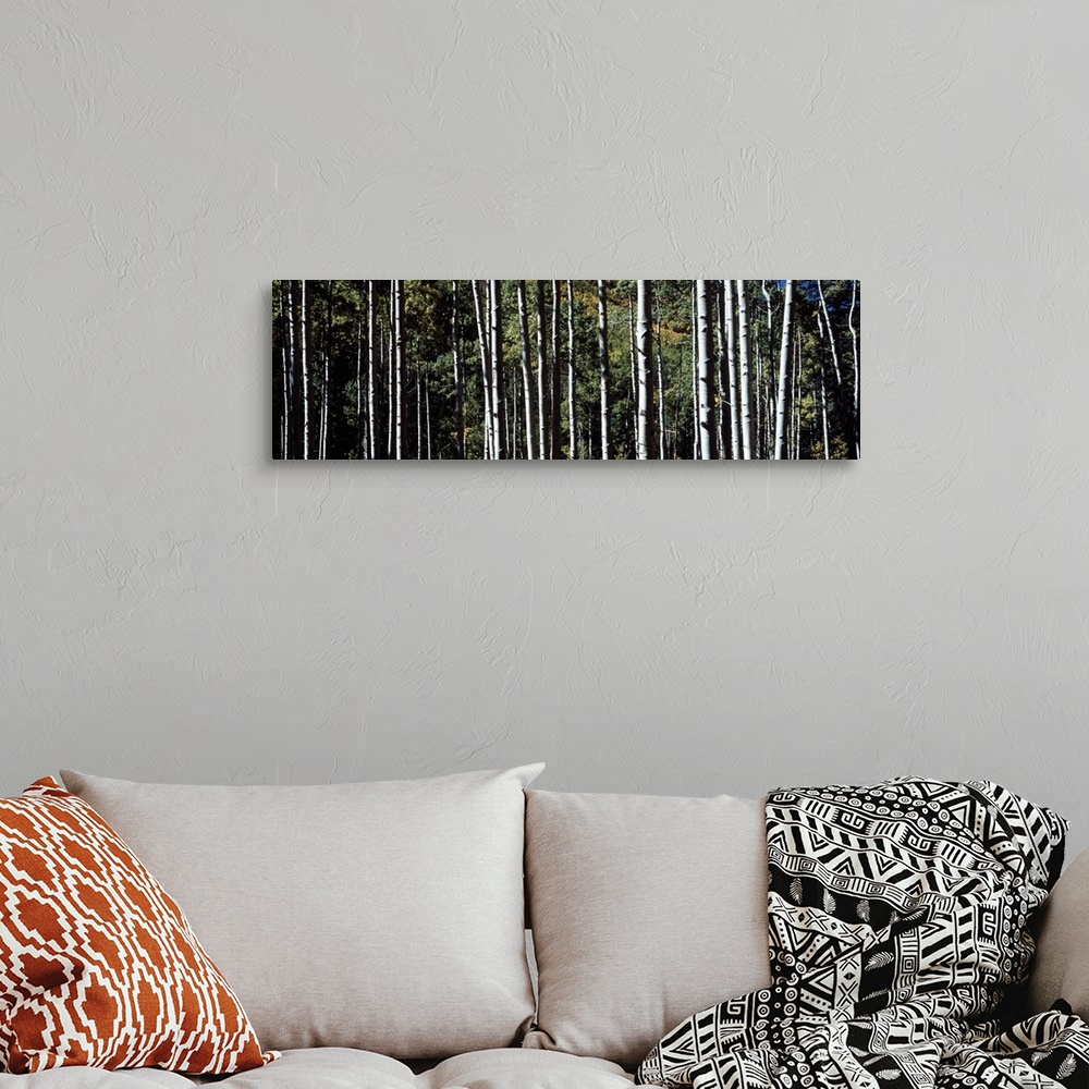 A bohemian room featuring Panoramic photo on canvas of the up close view of tree trunks in a forest.