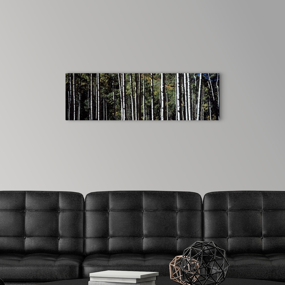 A modern room featuring Panoramic photo on canvas of the up close view of tree trunks in a forest.