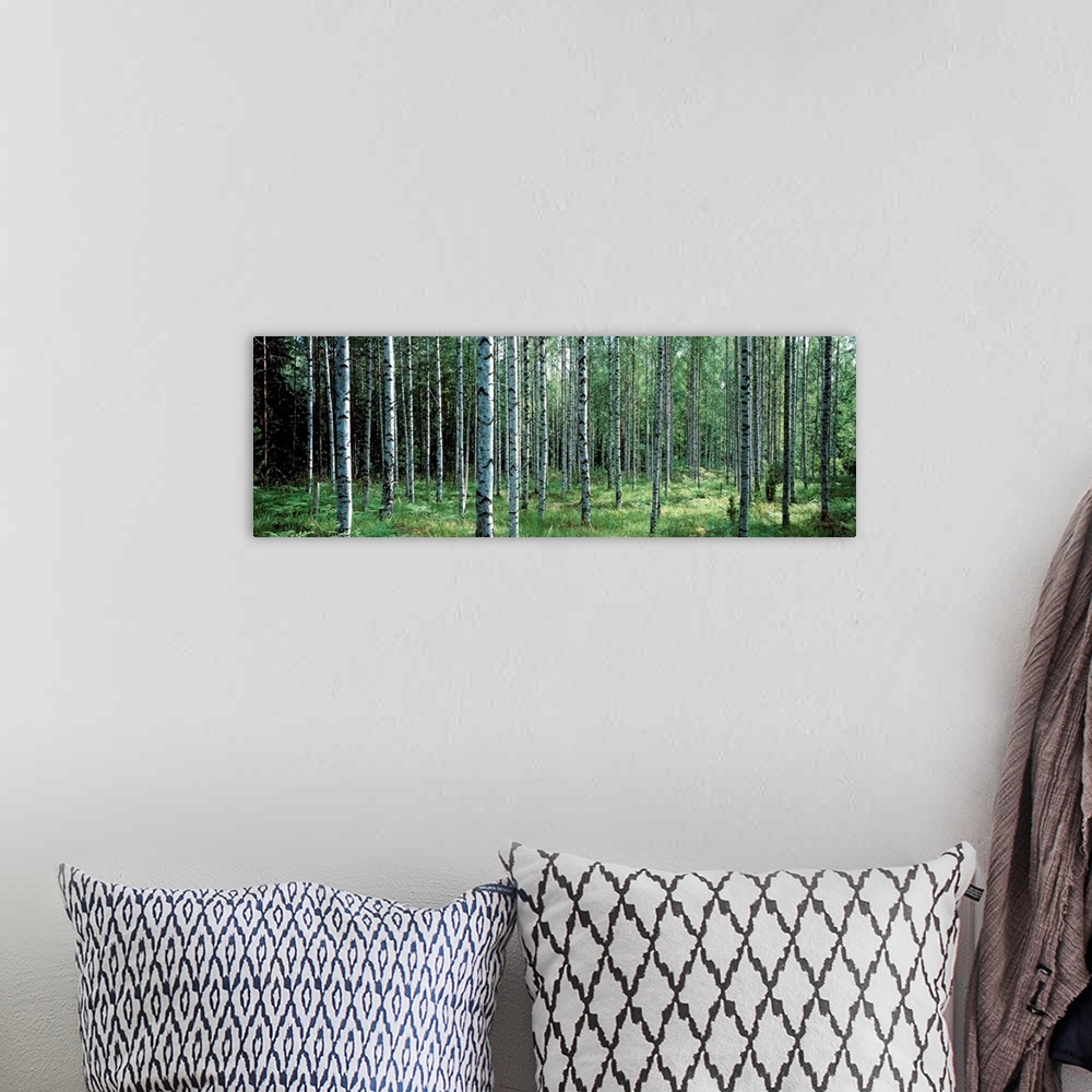 A bohemian room featuring Panoramic photo of thin white barked trees in a forest of over growth.